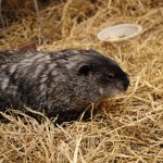 ESSEX COUNTY EXECUTIVE DIVINCENZO ANNOUNCES GROUNDHOG DAY PROGNOSTICATION FROM TURTLE BACK ZOO’S ESSEX ED